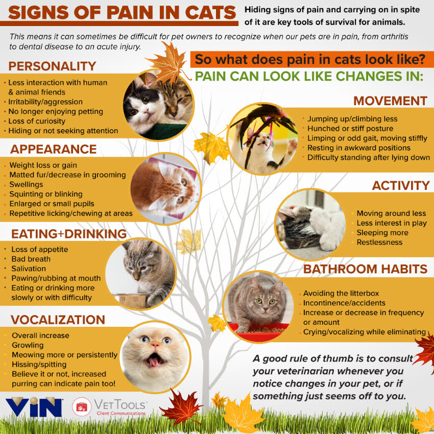 focus-on-cat-arthritis
